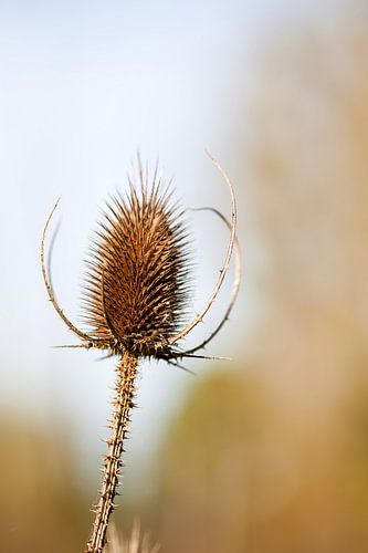 Thistle after flowering