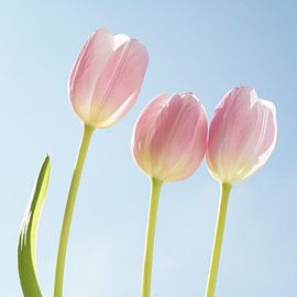 Pink power van Herman Peters