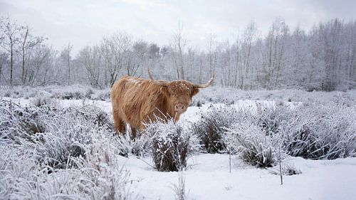 Scottish Highlander in the snow by Ans Bastiaanssen