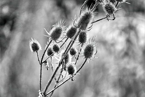 Droge zaaddozen van een distel tegen het licht
