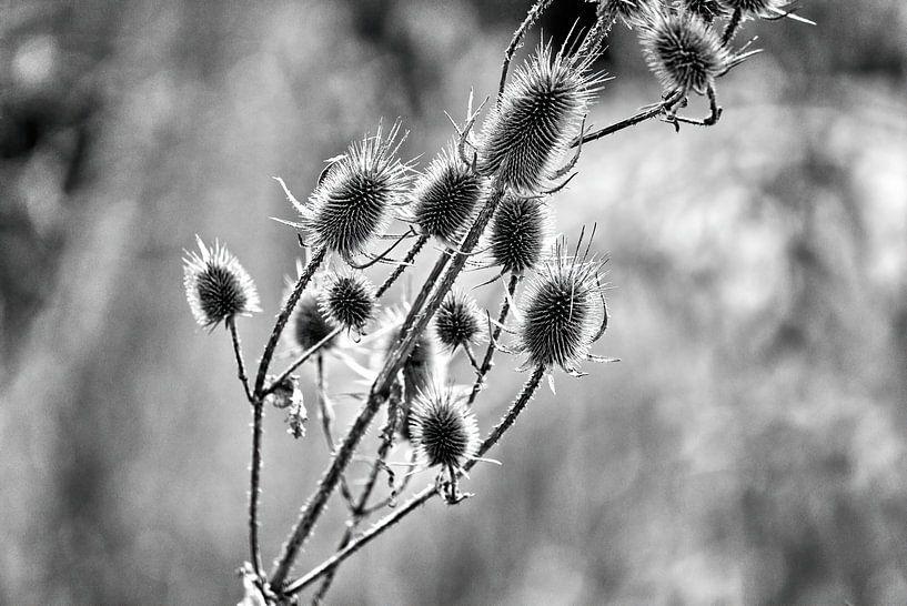 Dry seed pods of a thistle in back light by Frank Heinz