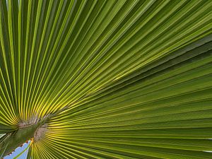 Sommerurlaubsgefühl: Unter Palmenblättern auf Lanzarote
