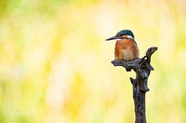 IJsvogel alcedo atthis zittend op een tak van Vienna Wildlife