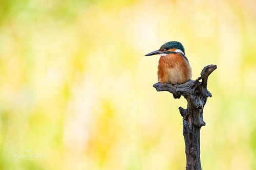 Eisvogel alcedo atthis sitzt auf einem Ast
