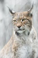 Lynx portret in de mist