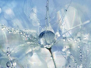 Shine Bright... (Dandelion bug with drops) by Caroline Lichthart