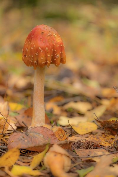 Champignon dans la forêt par Moetwil en van Dijk - Fotografie