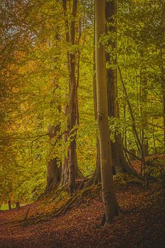 Herbstfarben im Wald von Robby's fotografie