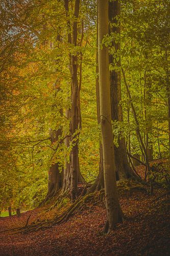 Herfstkleuren in het bos