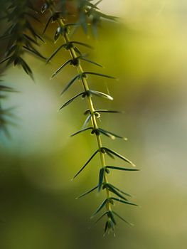Branche de mélèze suspendue dans la lumière chaude