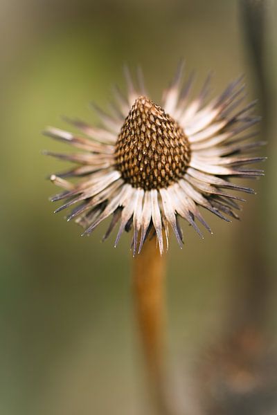 Overblown flower in autumn colours von Lily Ploeg