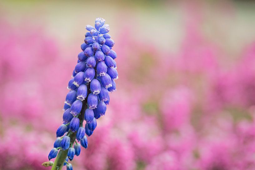Blue grape (Muscari Armeniacum) by Carola Schellekens
