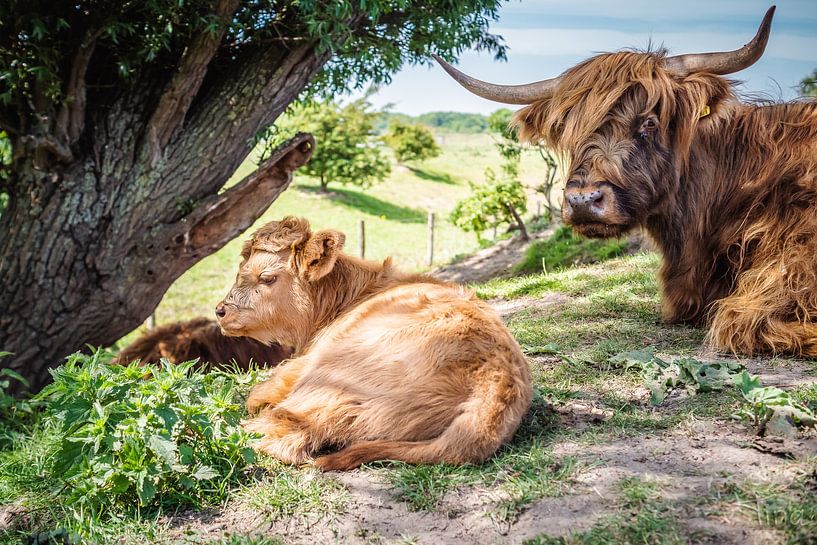 Hooglander kalf met zijn moeder onder de boom van Tina Linssen