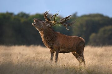 edelhert van Andy van der Steen - Fotografie