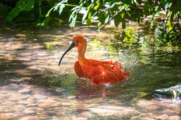 Red scarlet ibis bathing in the water by ManfredFotos