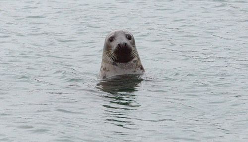 zeehond in Zeeland