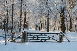 Hek in de sneeuw by Gerard Streng