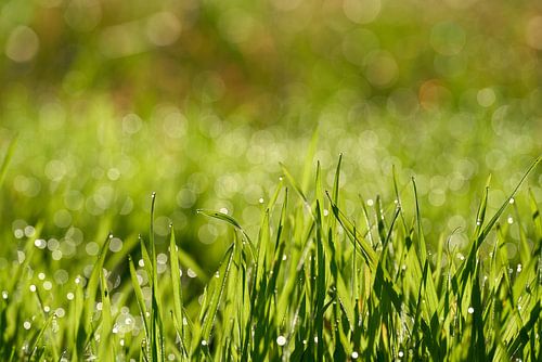Gras met dauwdruppels op een weide