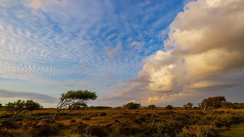 The Landscape of Texel