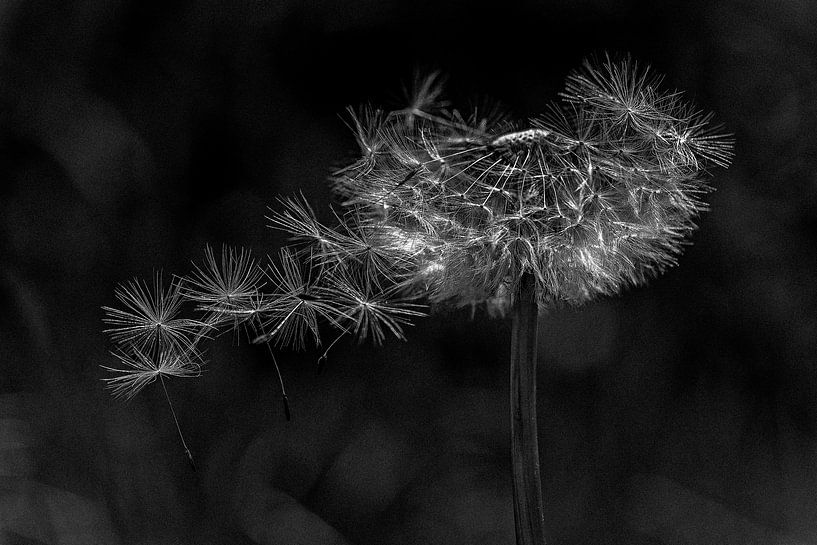 Gone with the wind by Andrea Potratz