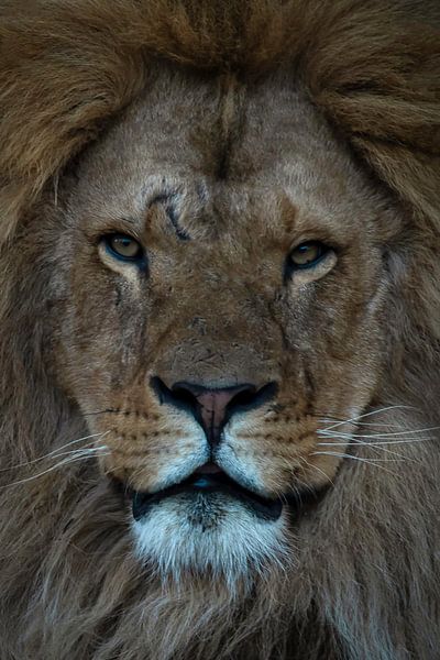 Lion: close-up of a lion's head by Marjolein van Middelkoop