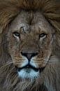 Leeuw: close-up van een leeuwen kop van Marjolein van Middelkoop thumbnail