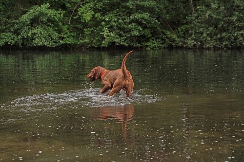 Waterspelletjes aan het meer met een bruine Magyar Vizsla draadhaar.