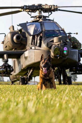 Een hond van de Luchtmacht beveiliging beveiligd een Apache helikopter