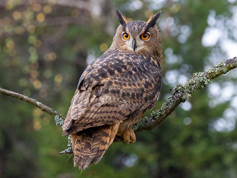 Ein Uhu im Wald von Teresa Bauer