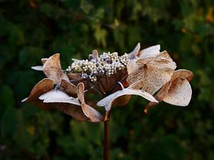 Hortensie im Winterwunderland