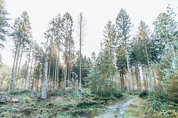 Bospad in Boswachterij Gieten-Borger - pastel kleuren
