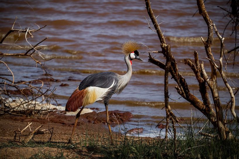 Kraan vogel bij Lake Manyara Tanzania van Niels pothof
