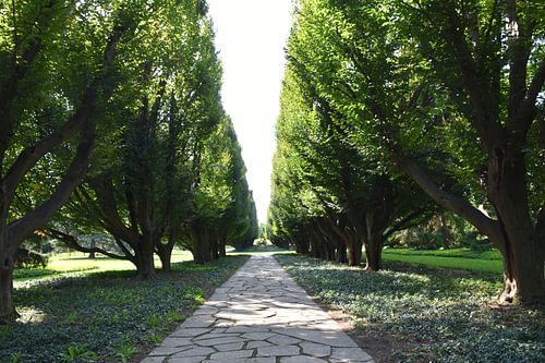 Een laan van de botanische tuin