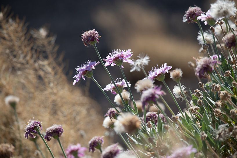 Fleurs violettes par Callista de Sterke