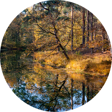 Reflectie van bomen in water in bos tijdens de herfst, meer in het woud van Utrechtse heuvelrug, Utr van John Ozguc