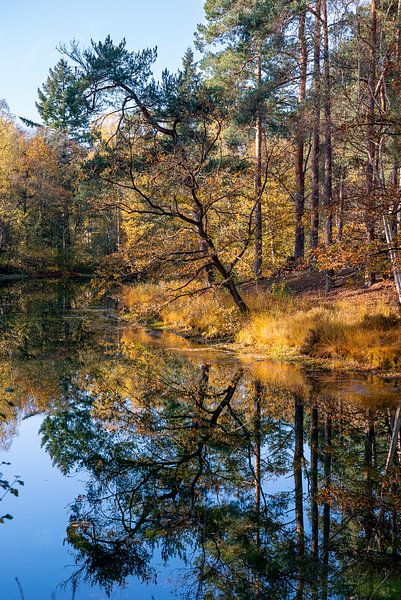 Reflection of trees in water in forest during autumn, lake in the forest of Utrechtse heuvelrug, Utr by John Ozguc