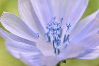 violettviolette Blume