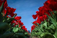 Les tulipes rouges au printemps