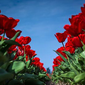 Rote Tulpen im Frühling von ErikJan Braakman