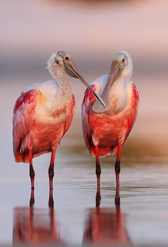 Rode Lepelaars in ochtendlicht, Florida, Verenigde Staten