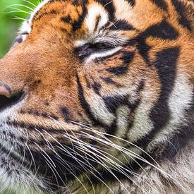 Sumatraanse tijgers : Diergaarde Blijdorp van Loek Lobel
