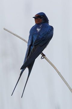 A barn swallow on a reed stick