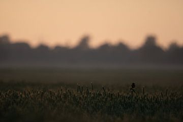 Roodborsttapuit in de laatste avondzon. van Demi Timmer