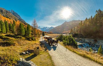 Calèche dans le val Roseg, Pontresina, Grisons, Engadine, Suisse,