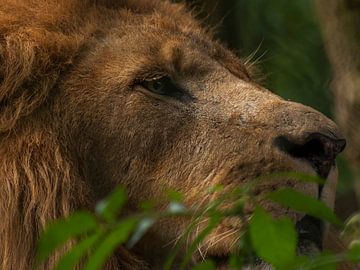 Löwen : Tierpark Amersfoort von Loek Lobel