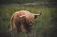Schotse hooglander