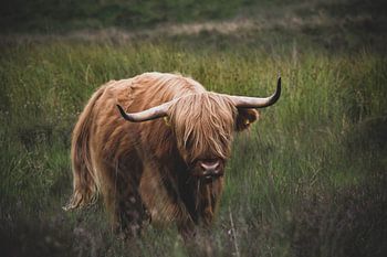 Schottischer Highlander