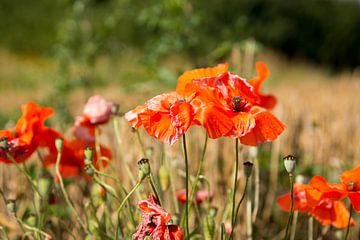 Coquelicots dans le champ