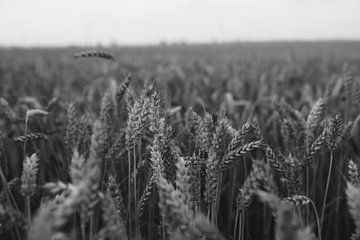 Field Of Barley van Walljar