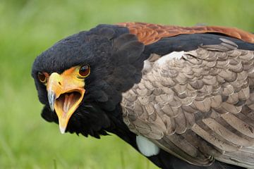 Bateleur (Terathopius ecaudatus) van Ronald Pol
